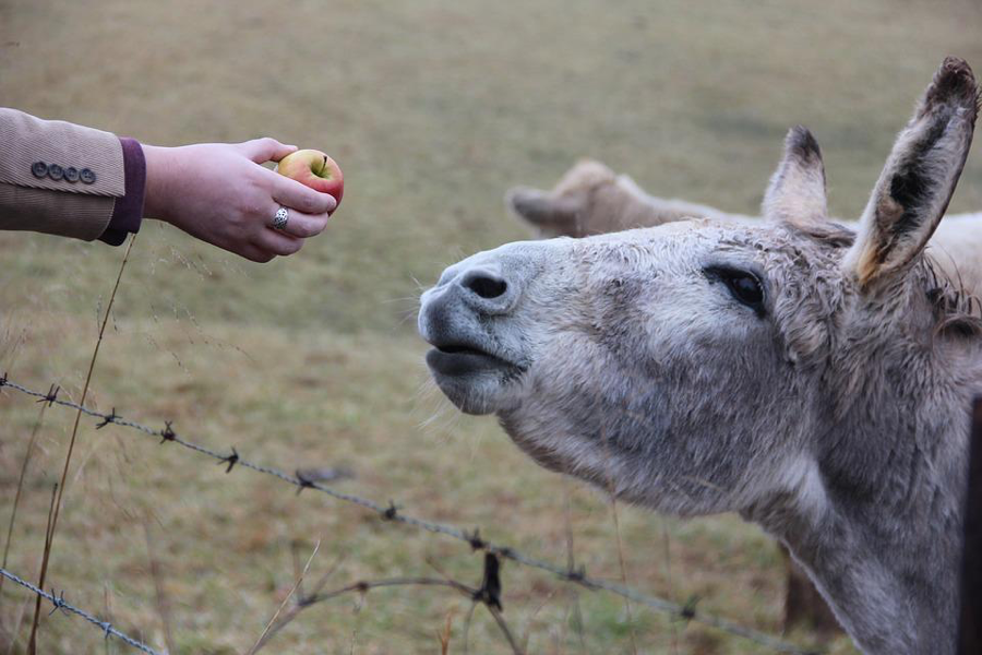 Feed Farm Animals - 10 Free Summer Activities for the Kids