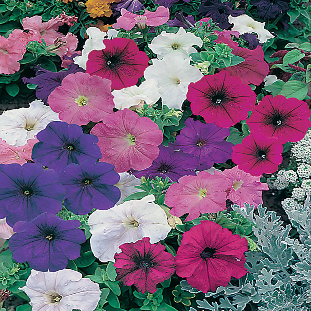 10 Easy Flowers to Grow in Your Garden | www.shopkick.com