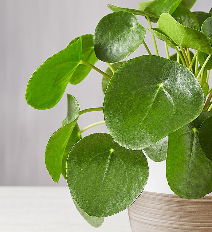 The Best House Plants for Your Home | www.shopkick.com