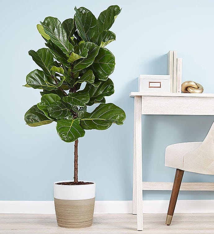 The Best House Plants for Your Home | www.shopkick.com