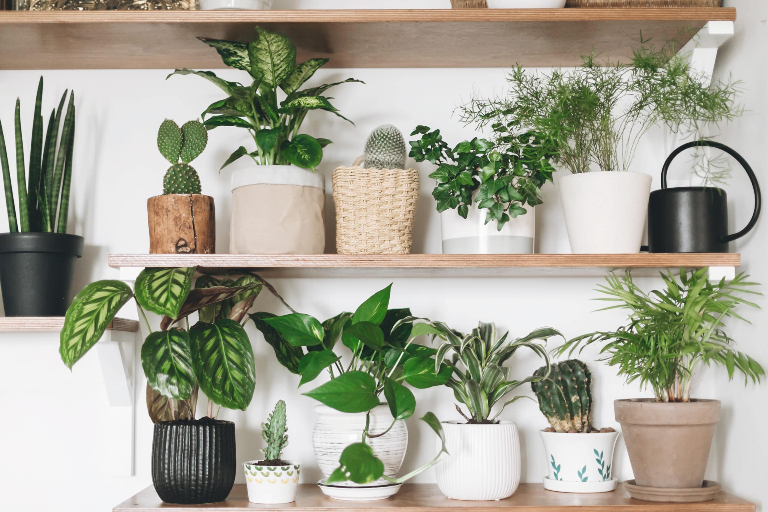 The Best House Plants for Your Home